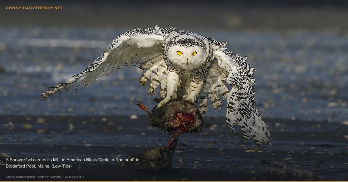 Dover Demon — Three-Night Massachusetts Encounter (1977) (1977) — A Snowy Owl carries its kill, an American Black Duck, in "the pool" in Biddeford Pool, Maine. (Low Tide)