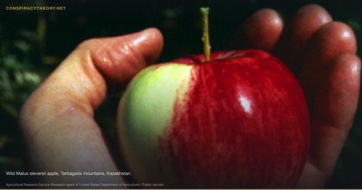 Planned Obsolescence Conspiracy (1924) — Wild Malus sieversii apple, Tarbagatai mountains, Kazakhstan.